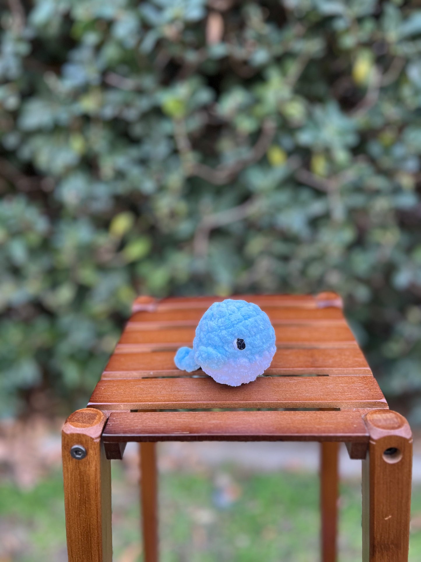 Baby Whale